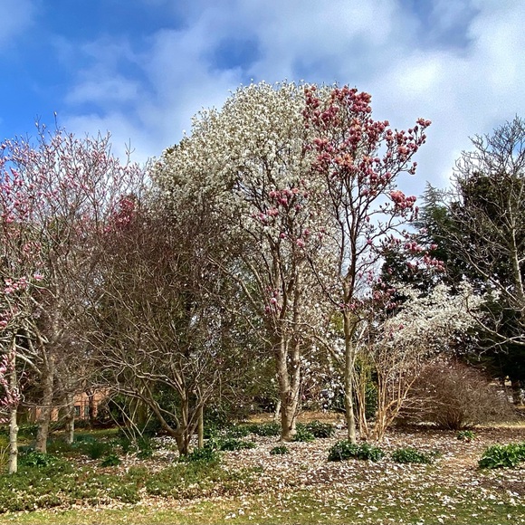 Meet your Posher, Flowers and Oak Vintage & Modern - Picture 3 of 3